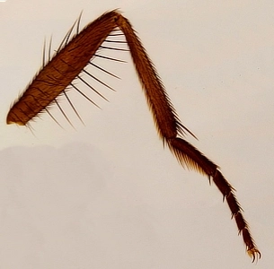 Housefly Leg
